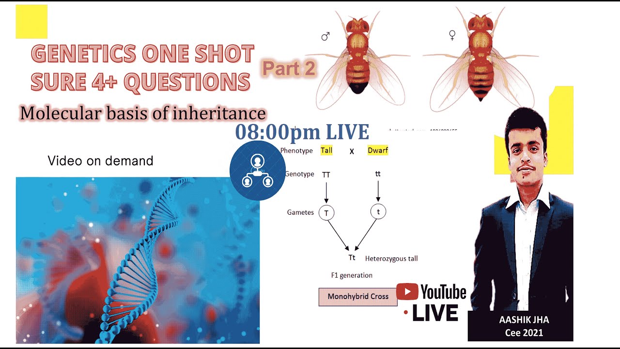 Molecular basis of genetics #Genetics in one shot part 2 - YouTube