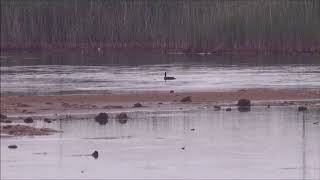 Focha atacando y matando zampullines (Cantabria)