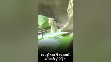क्या आपको पता है दुनिया में इच्छाधारी सांप भी होते हैं? | Amazing Snakes Facts | #shorts #ytshorts