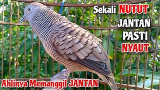 Sekali NUTUT Jantan Langsung NYAUT - Suara Perkutut Betina Memanggil JANTAN