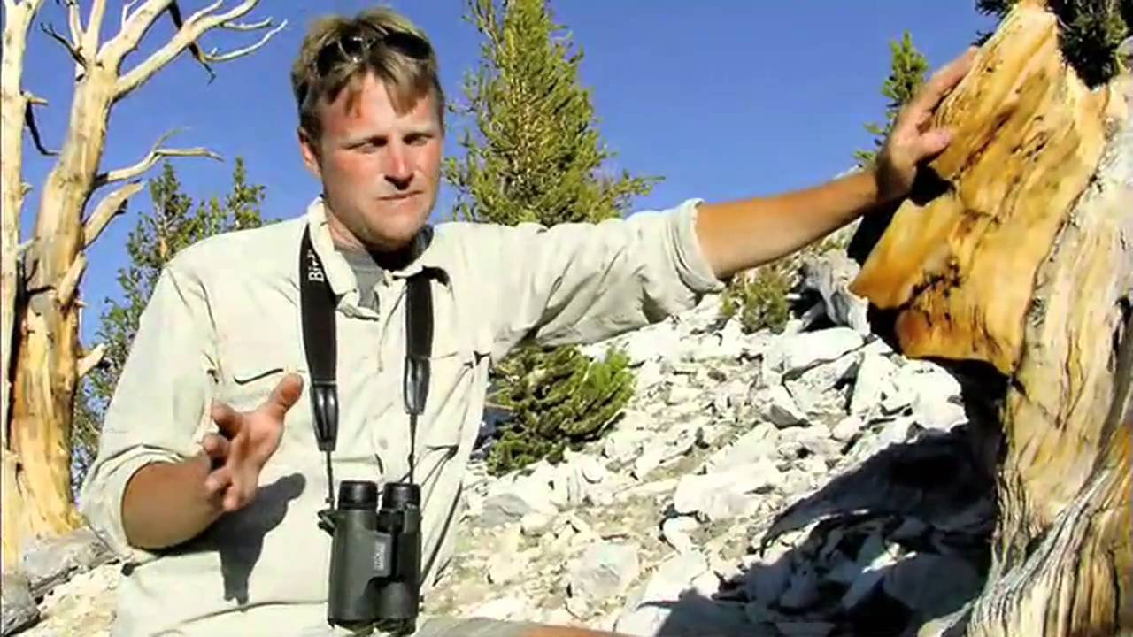 Bristlecone Pines in the Califonia White Mountains