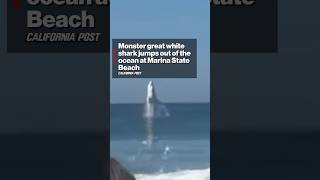 Monster great white shark jumps out of the ocean at Marina State Beach Update