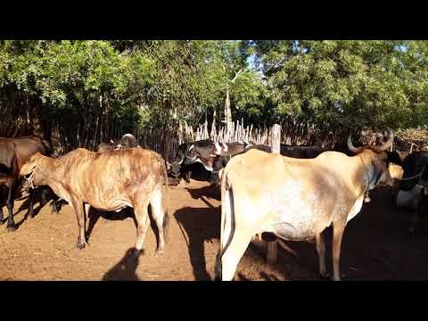 Vídeo: Vacas Fistuladas - Os Santos Do Mundo Animal - Curando Vacas Doentes Com Vacas Saudáveis
