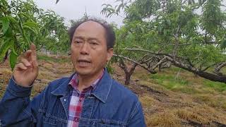 황금알농법 경산 복숭아 수지병 천고병 탄저병 잿빛곰팡이 흰가루병 적과 낙과방지 열과방지 색내기 당도 저장력