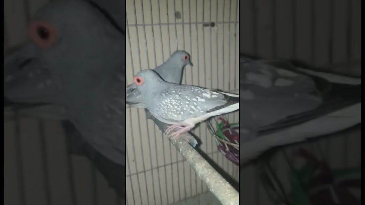 Diamond dove // birds beauty 