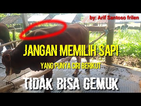 CIRI-CIRI SAPI YANG TIDAK BISA GEMUK || hindari pemilihan bakalan yg seperti ini.