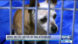 animal shelter for lost dogs