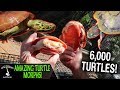 Amazing turtle morphs turtle care guide and diy turtle set up ideas