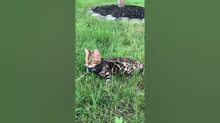 Video 9504571: bengalcat bengals kittens, bengal sound, bengal enjoying