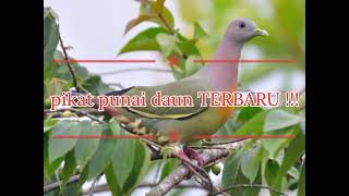 pikat punai daun terbaru