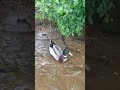TUESDAY 🦢🦢🦆🦆🦆🦢🦆#LAKE 