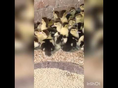 صوت بط جميل Shorts