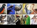 ANIMAIS EXTINTOS PELO HUMANIDADE DE 1400 A 2020 #2