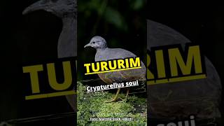 TURURIM  (Crypturellus soui) Little Tinamou