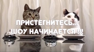 Полосатая сатира: Пристегнитесь... шоу начинается! Полосатая сатира: Пристегнитесь... шоу начинается!