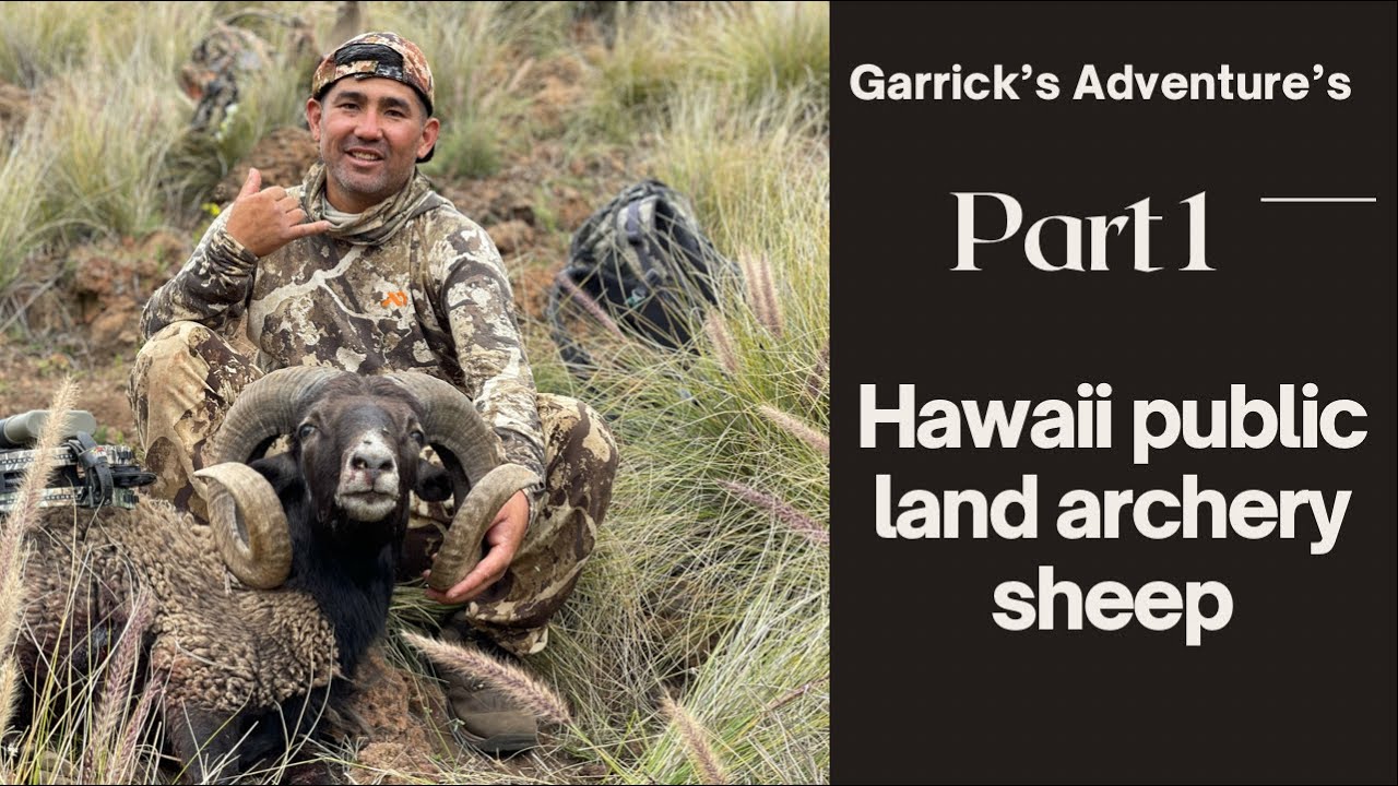 Hawaii Archery Hunting Public land Sheep Part 1 YouTube