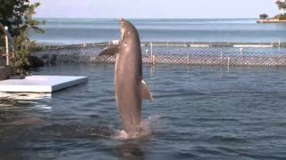 Dolphin Research Center Spotlight on Sandy!