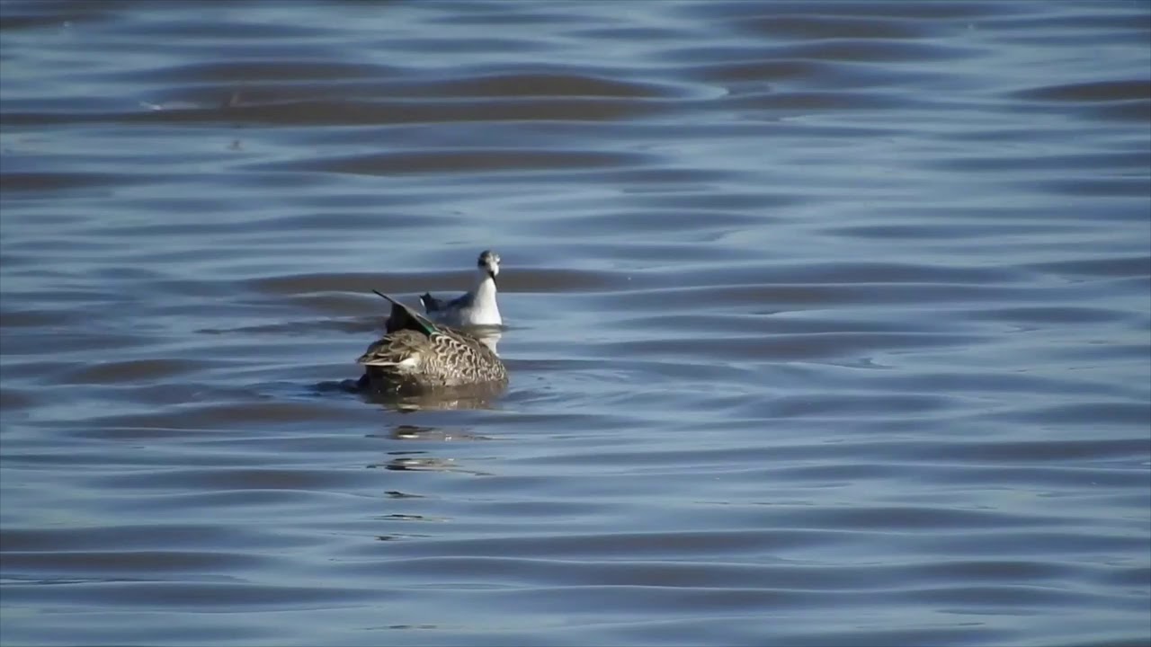 Red-necked Phalarope (Phalaropus lobatus) Southport 21/09/2019 