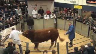 British Limousin Record Breaking Sale @H&H Carlisle (top ten prices) 17/10/15