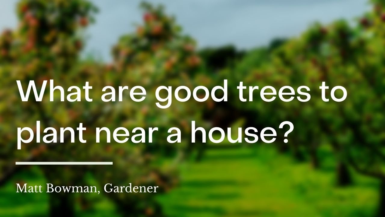 What are good trees to plant near a house? YouTube