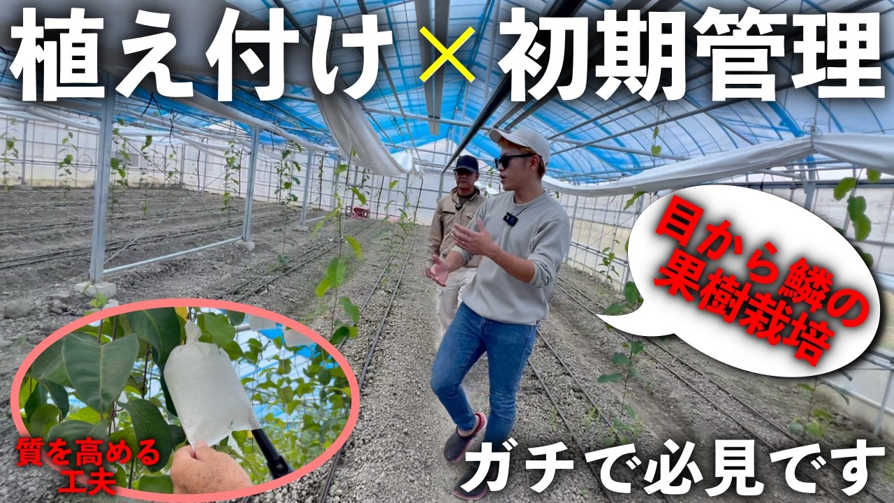 Absolutely amazing!] Eye-opening fruit cultivation! I was