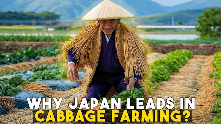 Why Japan's Cabbage Harvesting is the BEST in the World | Farm to Table Journey