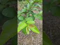 la planta que te cura.... #vidasana #plantas #naturaleza