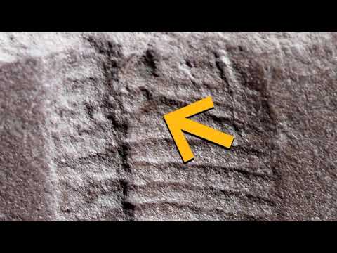 Найдавніший Викопний Рептилії Виявив Найстарішу Задницю у Світі