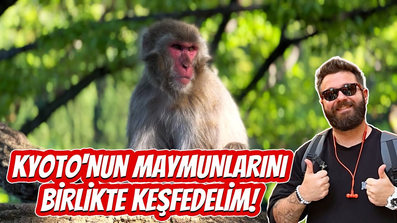 Iwatayama’da Dağın Zirvesinde Maymunlarla Buluşma! Kyoto Vlog’u