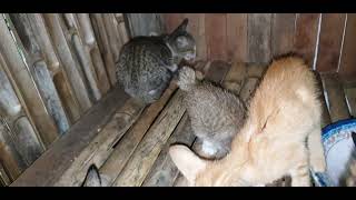 Attract Cats Hings Meowing To 2