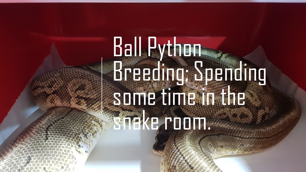 Ball Python Breeding; Spending some time in the Snake Room - YouTube