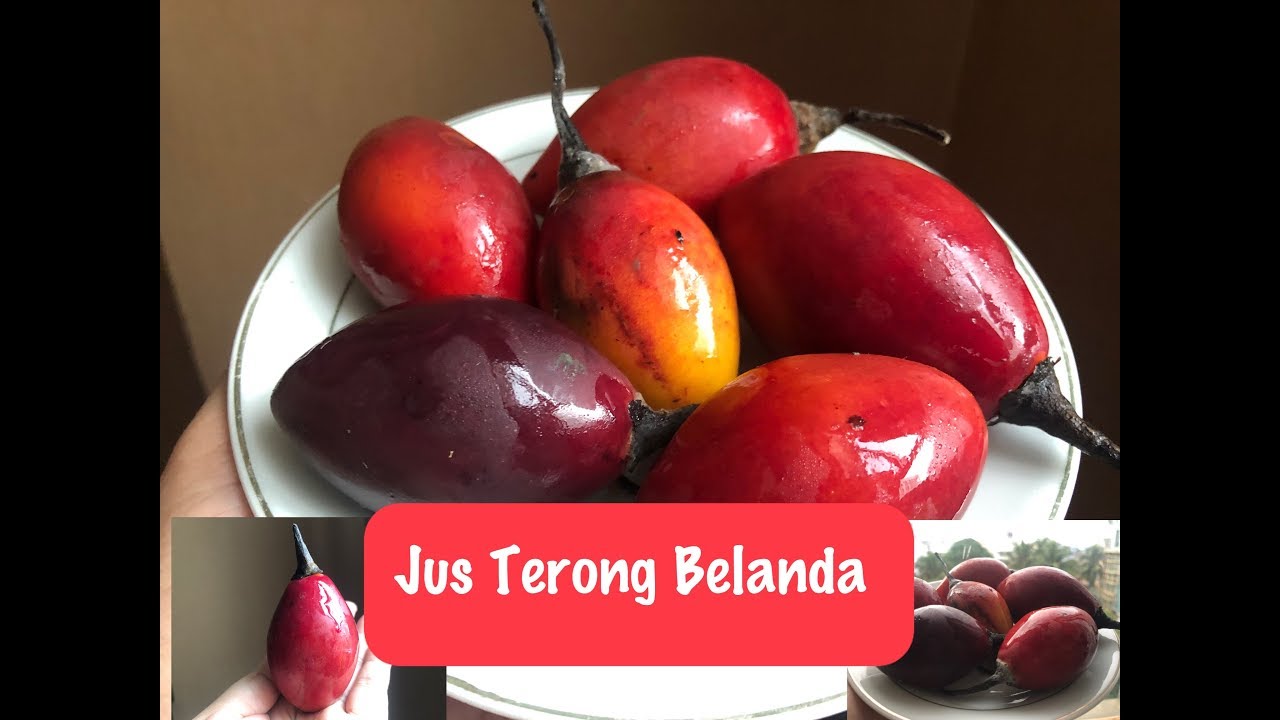 JUS TERONG BELANDA 