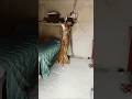 #ek Birju #mere Sine Se #odhani #chal gai #jiski #najar Kare to #uski niyat Badal gai