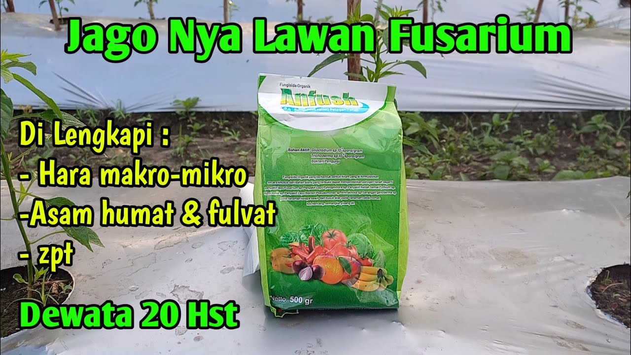 Pengocoran Anfush pada cabe dewata f1 
