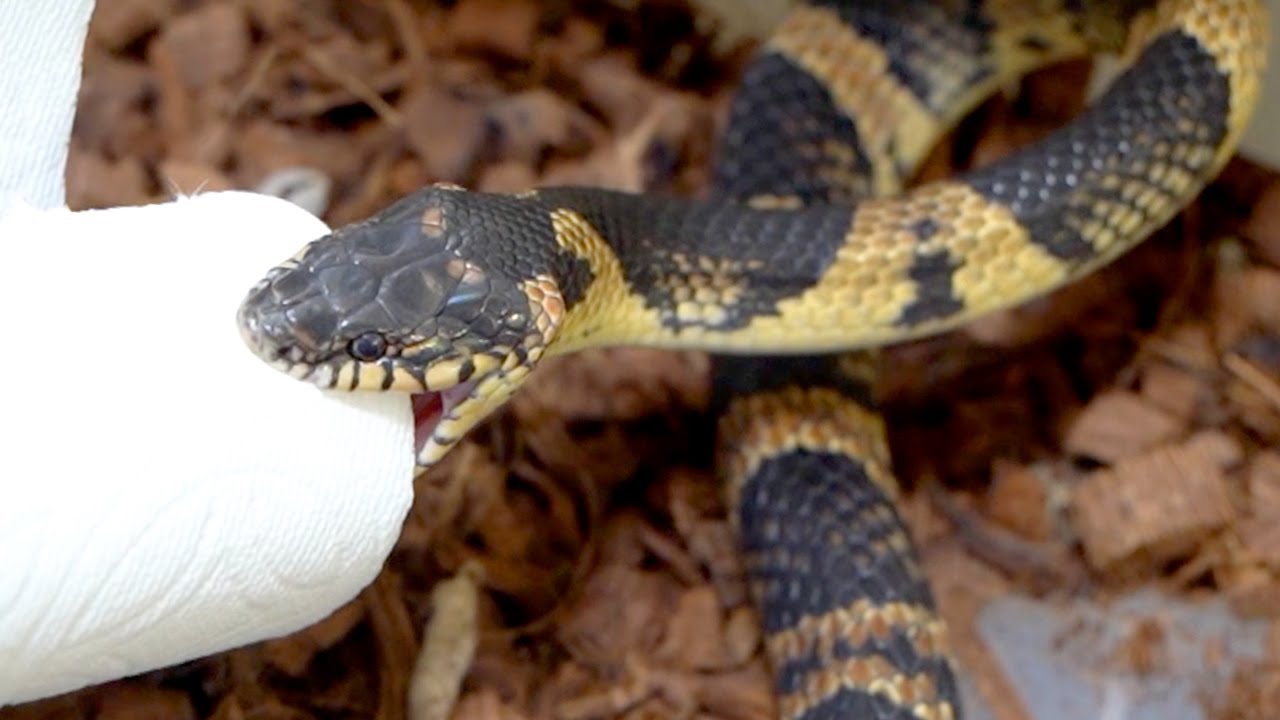 A snake that has put all its stats into attack. - YouTube