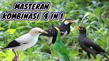 Masteran Kombinasi 4 in 1 Jalak suren, Jalak kebo,Cucak ijo Dan Jalak Putih