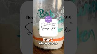 Day 2 - Morning Quickie Version All-Purpose Flour Sourdough Starter