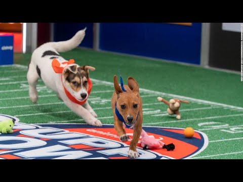 'Puppy Bowl' 2022: Time, lineup, teams and all the details - CNN