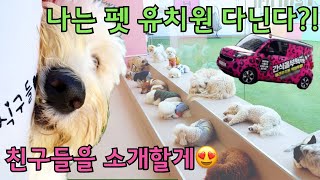 애견 유치원이 뭐에요? 두들리 펫 유치원에서의 하루 / Goldendoodle at Pet School