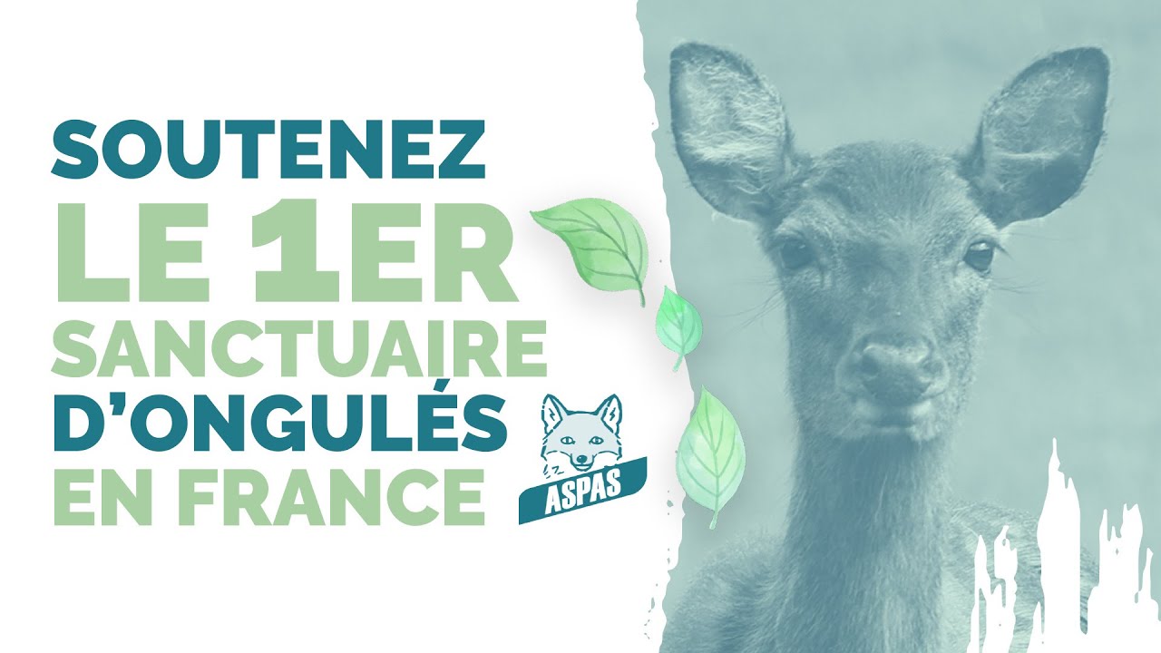 Aidez l'ASPAS à créer un SANCTUAIRE pour SAUVER des biches menacées d'ABATTAGE !