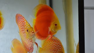 Albino cover, melon &amp; Pigeon discus