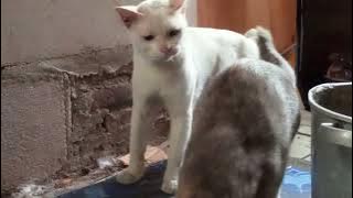 Video Kucing Kampung Putih Sedang Birahi Ingin Kawin ( Sakit Aa Sakit Aa)...!!!
