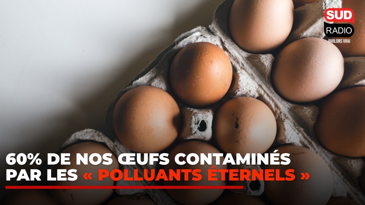 60% de nos œufs sont contaminés par les « polluants éternels »