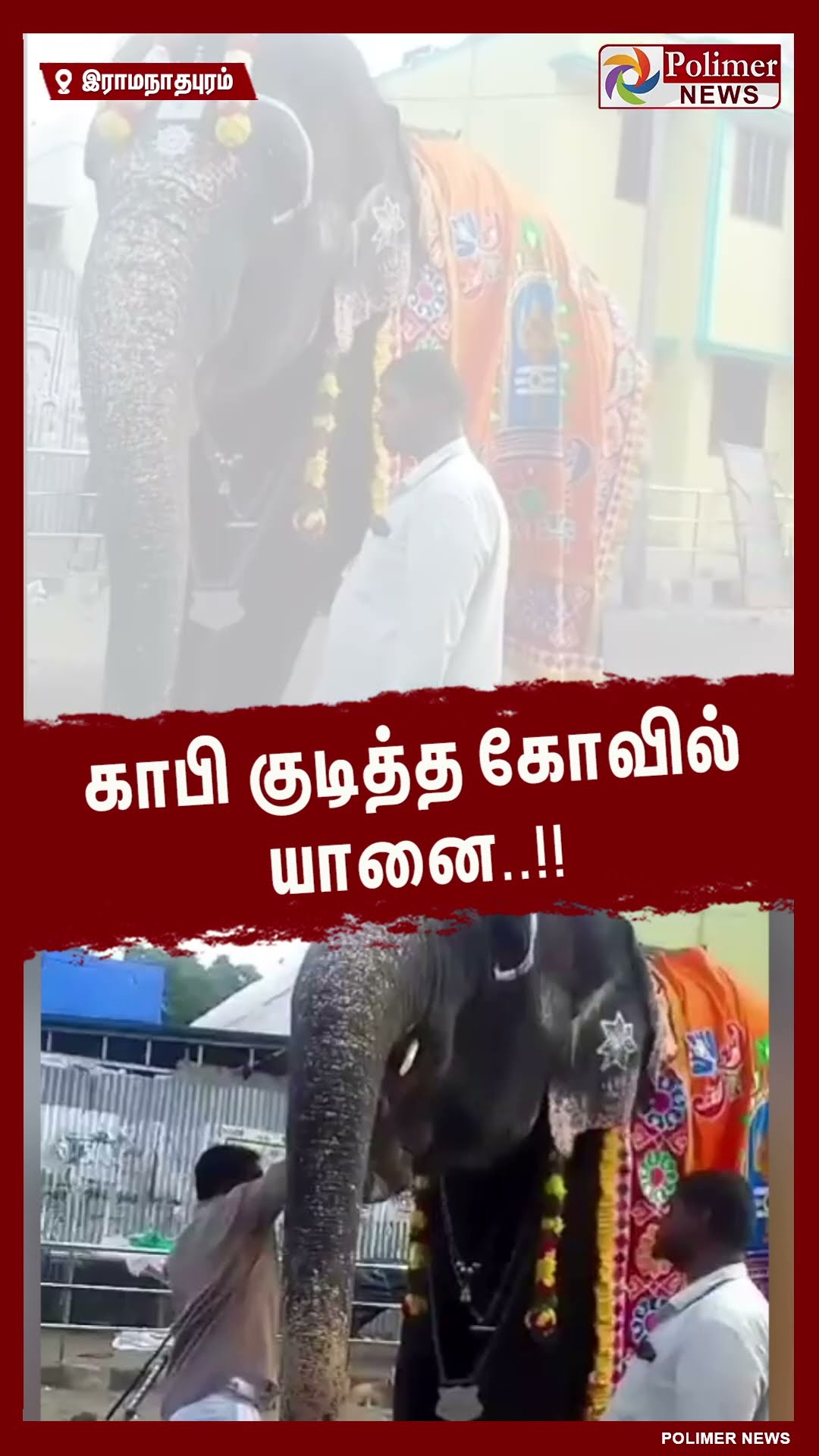 காபி குடித்த கோவில் யானை..#shorts | #elephant