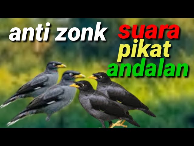 suara pikat burung jalak andalkan ANTI ZONK class=