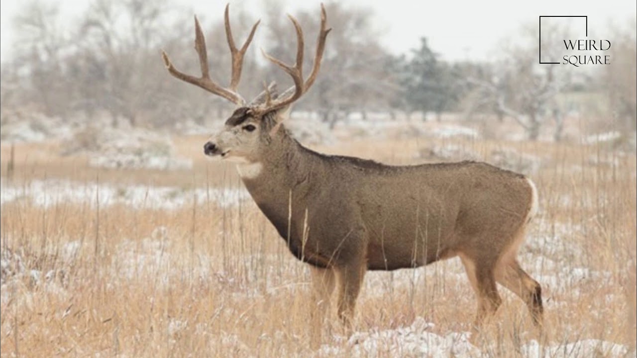 Interesting Facts About Deer Mule By Weird Square YouTube interesting-facts-about-deer-mule-by-weird-square-youtube
