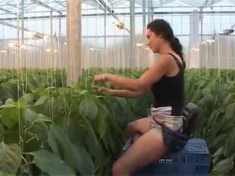 Video: Sun Leaper Domates Bakımı – Sun Leaper Domates Bitkileri Nasıl Yetiştirilir
