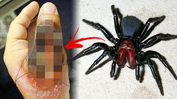 ¿Cuál es la araña más mortífera del mundo?