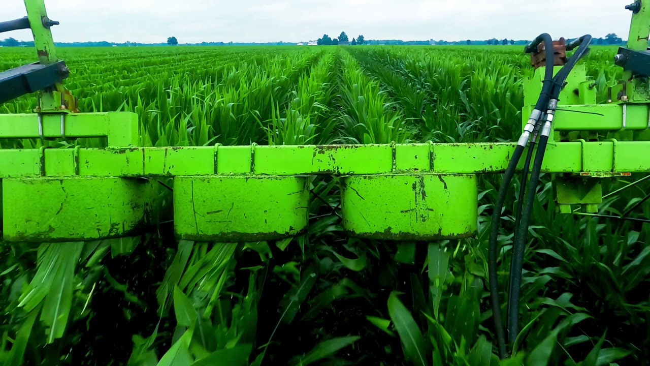 Cross-Road Farms Cutting 4-2 Seed Corn In Preperation For Detassleing