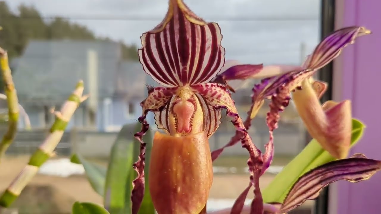 Paphiopedilum Angel Hair - blooming